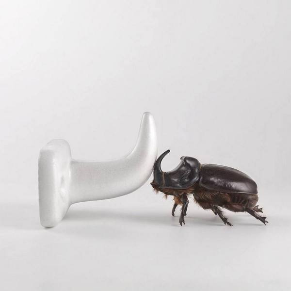 Photograph Gonzalo Puertas Scarab Against Hanger   Belonging To 2012 Calendar on One Eyeland